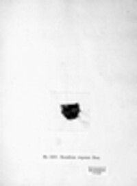 Racodium rupestre image